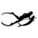 Spearfishing and Marine Foraging Courses